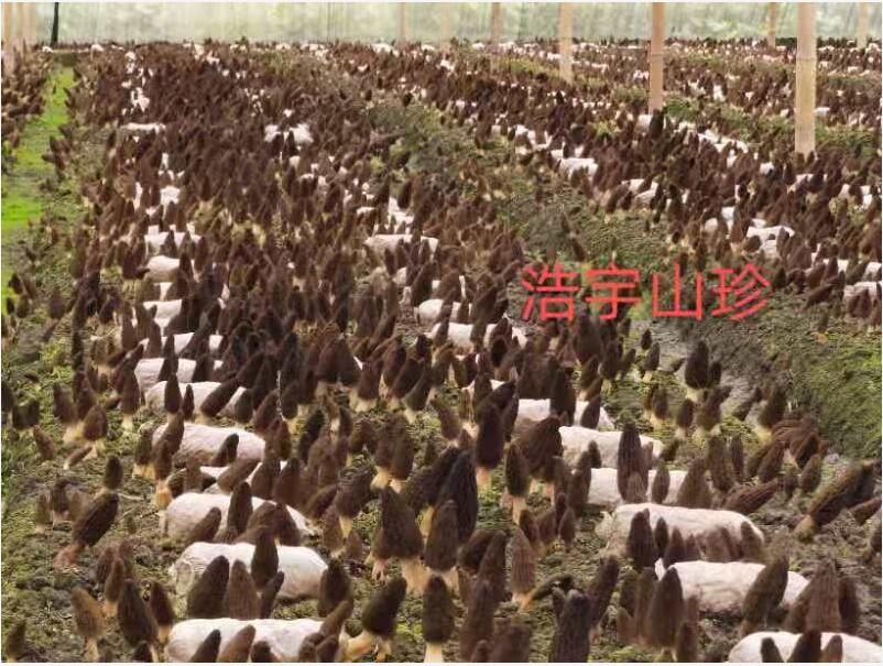 &#24320;&#20113;&#32593;&#39029;&#29256;