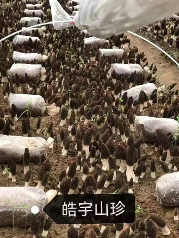 &#24320;&#20113;&#32593;&#39029;&#29256;